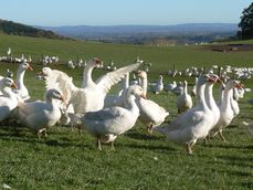 Goodman's Geese An Award winning Family Run Business Supplying Free Range Geese, Bronze Turkeys and Goose Fat image #1