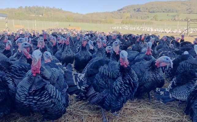 <strong>Free Range Turkeys</strong><br />Order online