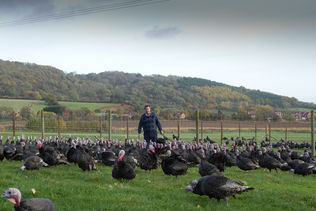 Goodman's Geese An Award Winning Family Run Business Supplying Free Range Geese, Bronze Turkeys and Goose Fat homepage block image #2